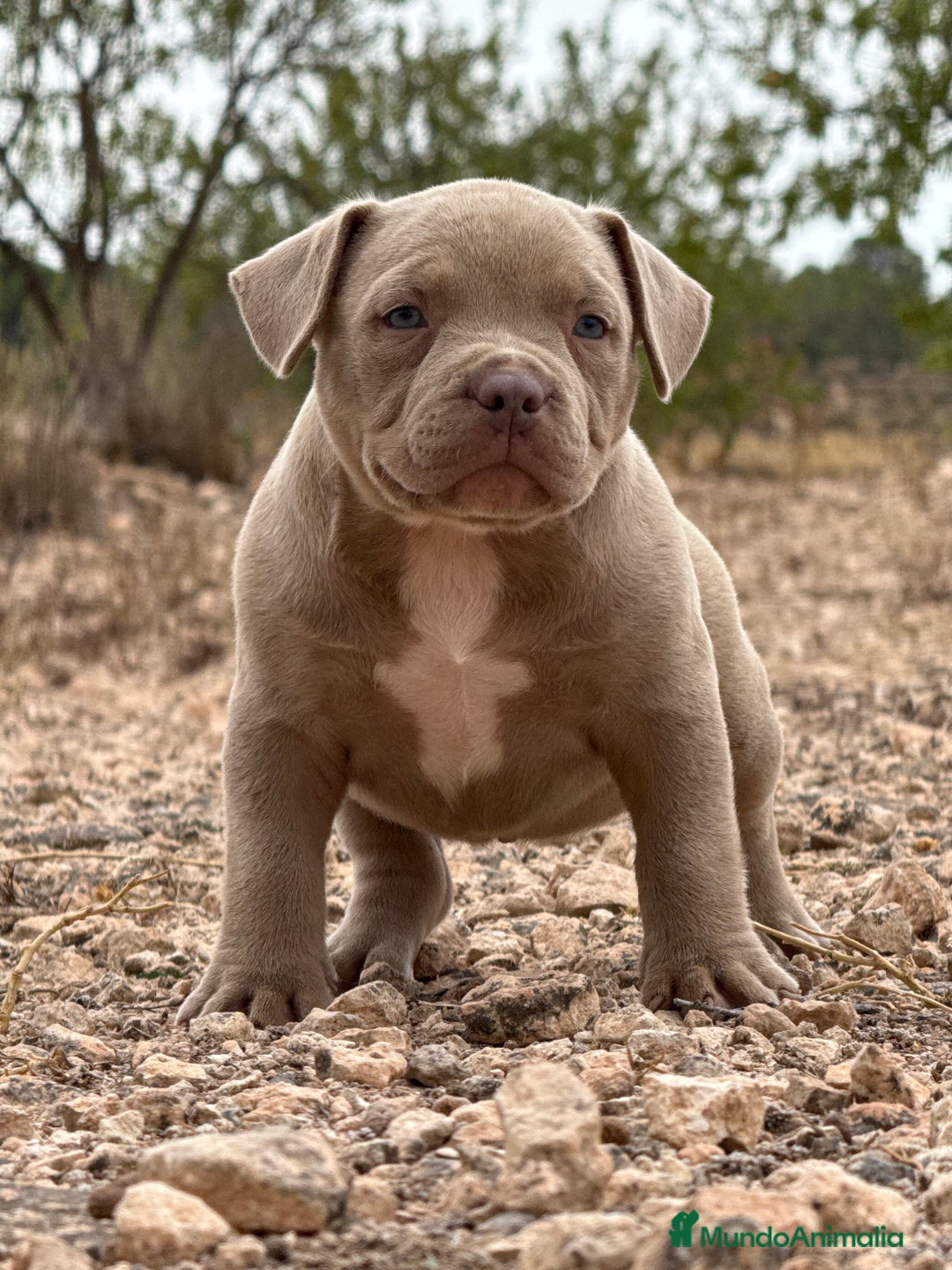 American Bully perros en venta: American Bully - Imagen 4
