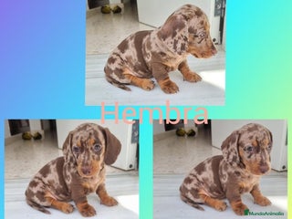 Teckel Miniatura perros - Anuncio 4