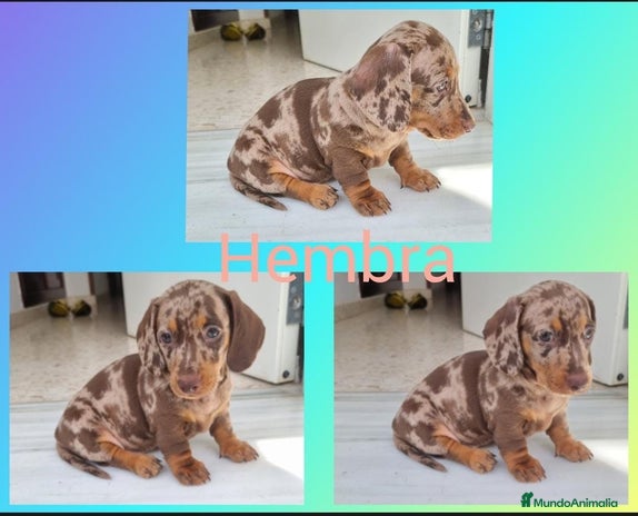 Teckel Miniatura perros - Anuncio 1