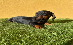 Teckel Miniatura perros en venta: Teckel miniatura negro fuego  - Imagen 4