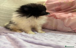 Pomerania perros en venta: Poo pomerania MICRO TOY  - Imagen 3