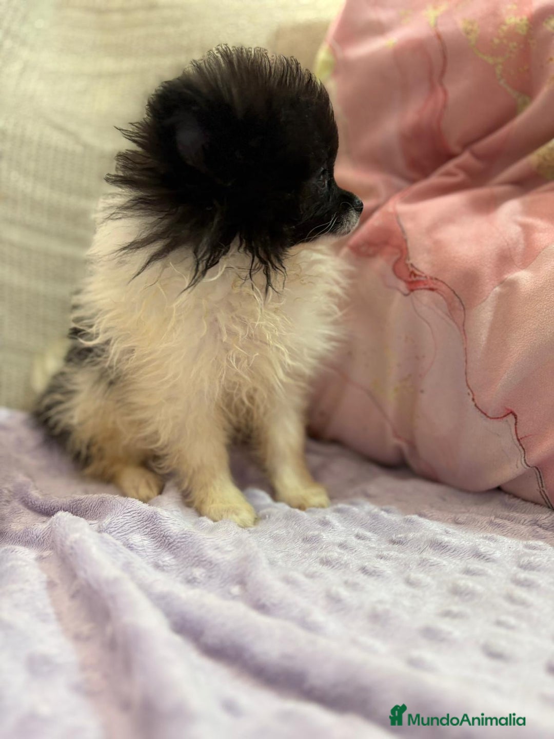 Pomerania perros en venta: Poo pomerania MICRO TOY  - Imagen 3