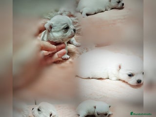 Chihuahua perros Chihuahua en Sevilla - Anuncio 38