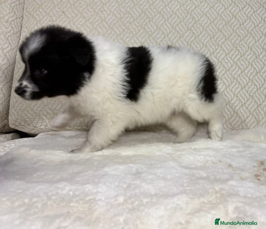 Border Collie perros en venta: Border collie macho precioso  - Anuncio 15
