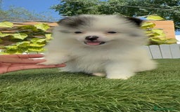 Pomerania perros en venta: POMERANIA HEMBRA BLANCA Y NEGRA - Imagen 13