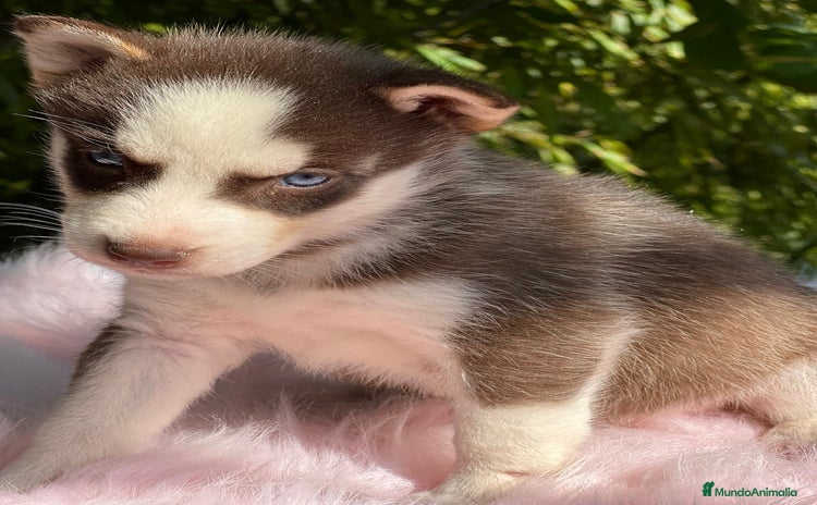 Husky Siberiano perros - Anuncio 12