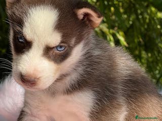 Husky Siberiano perros HUSKY SIBERIANO ROJO OJOS AZULES - Anuncio 1