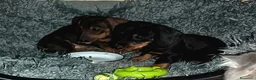 Teckel perros en venta: Teckel en Zaragoza - Anuncio 2