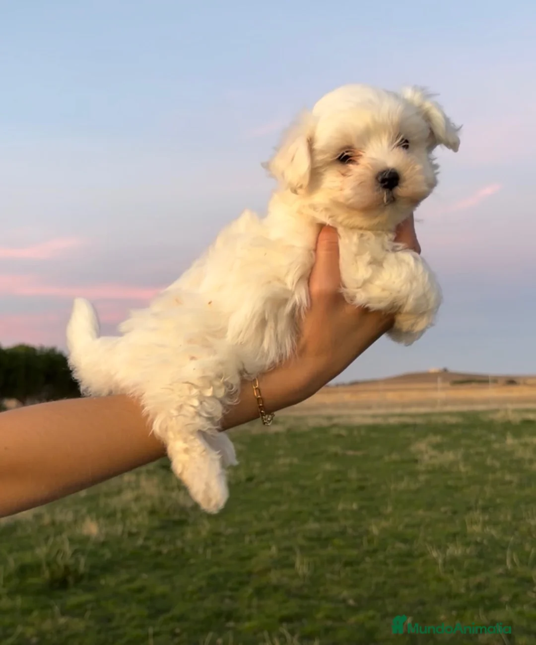 Bichón Maltés perros en venta: CACHORRITOS BICHON MALTÉS  - Anuncio 1