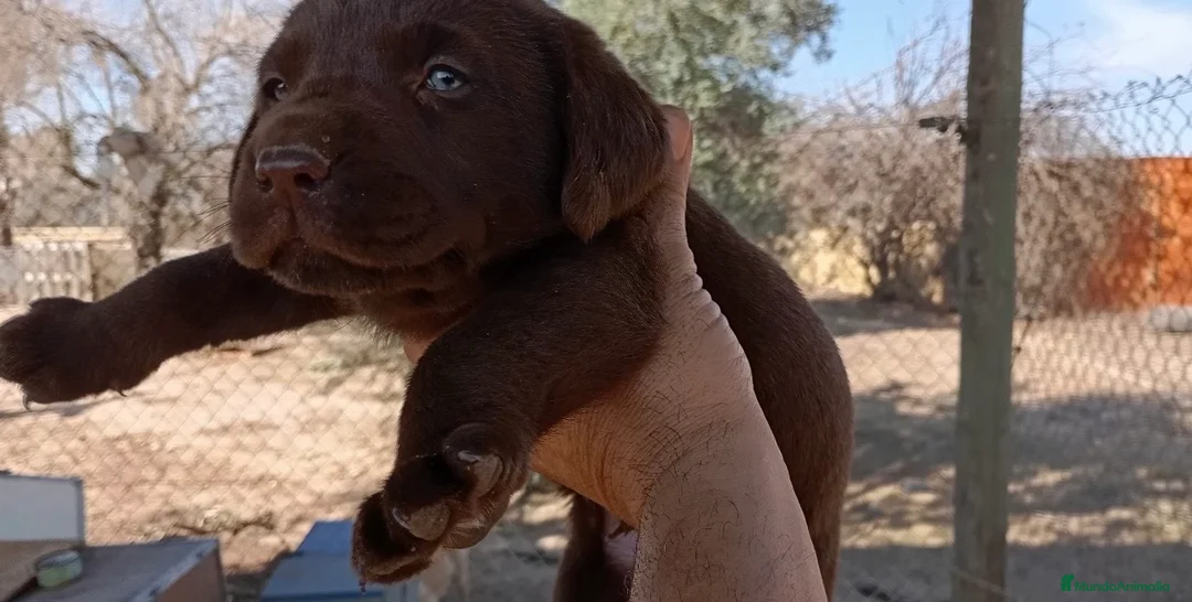 Labrador Retriever perros en venta: Labradores retriever chocolate para entregar en Cádiz - Anuncio 2