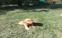 Cocker Spaniel Inglés perros en venta: Cocker - Imagen 5