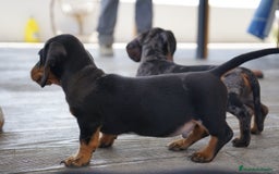 Teckel Miniatura perros en venta: 🐾 CONOCE A GINA UNA PEQUEÑA TECKEL MINIATURA 🖤 - Imagen 3