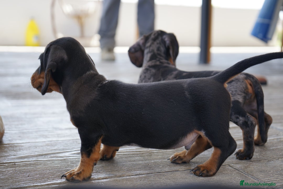 Teckel Miniatura perros en venta: 🐾 CONOCE A GINA UNA PEQUEÑA TECKEL MINIATURA 🖤 - Imagen 3