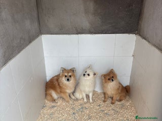Pomerania perros Oportunidad Pomerania machos - Anuncio 1