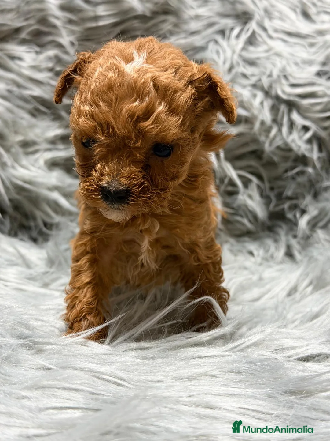 Maltipoo perros en venta: MALTIPOO MINI TOY DIMINUTOS - Anuncio 2