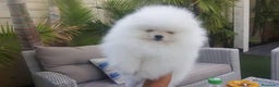 Pomerania perros en venta: LULÚ DE POMERANIA ESPECTACULARES////// en Badajoz - Anuncio 4