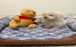 Bichón Maltés perros en venta: Bichon maltés toy  - Imagen 8