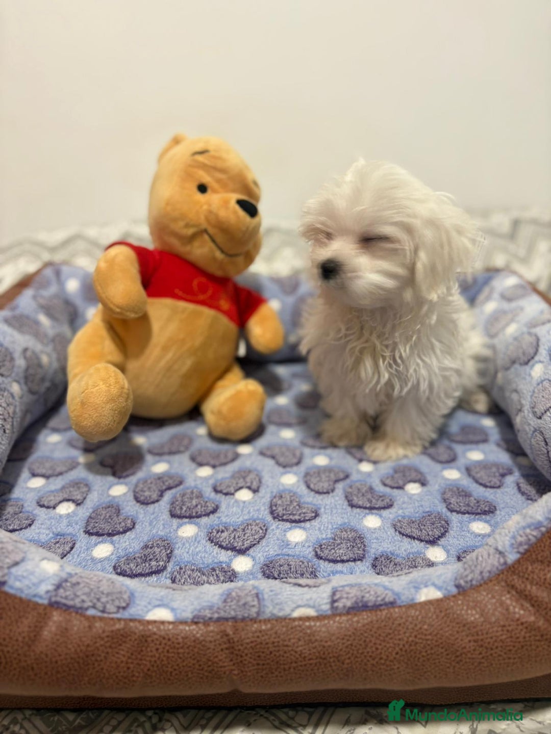 Bichón Maltés perros en venta: Bichon maltés toy  - Imagen 8