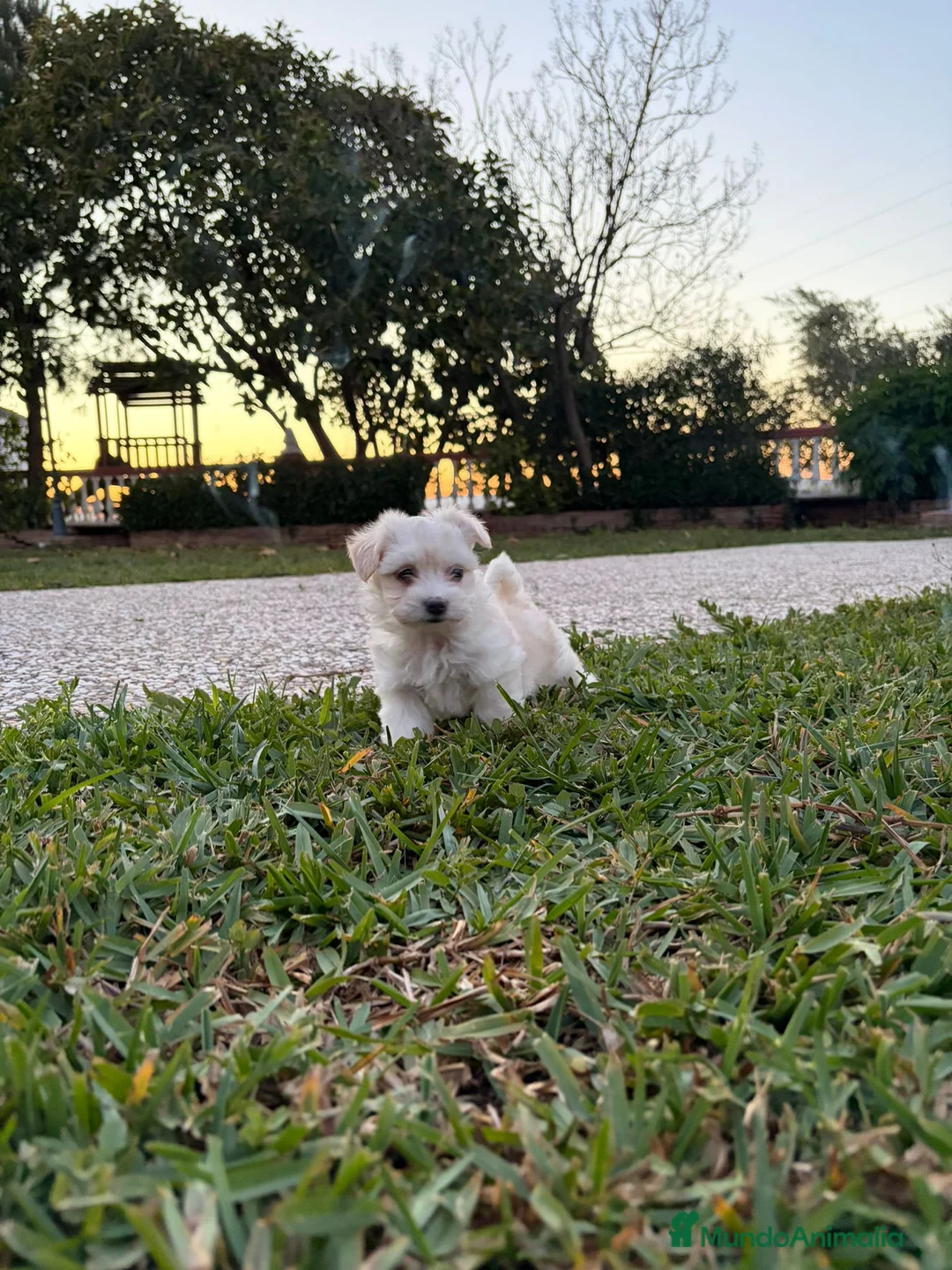 Bichón Maltés perros en venta: Bichon maltes - Anuncio 5