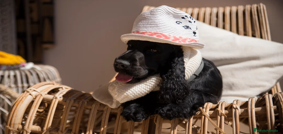 Imagen de galería {{count}}