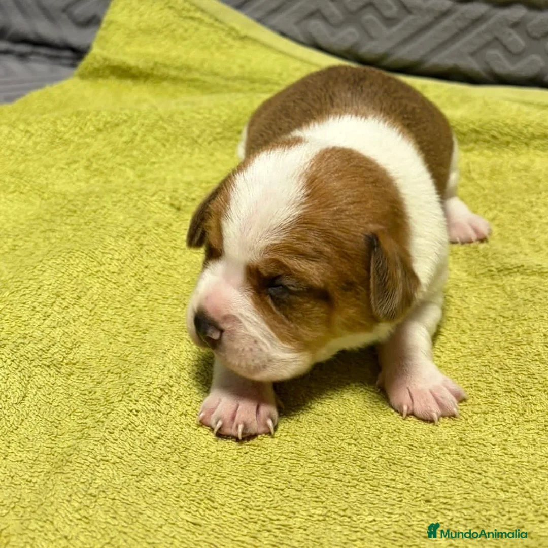 Beagle perros en venta: Beagle  - Anuncio 4