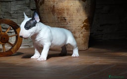 Bull Terrier perros en venta: CAMADA BULL TERRIER - Imagen 6