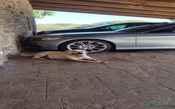 Labrador Retriever perros en venta: Cachorros de Labrador  - Anuncio 7