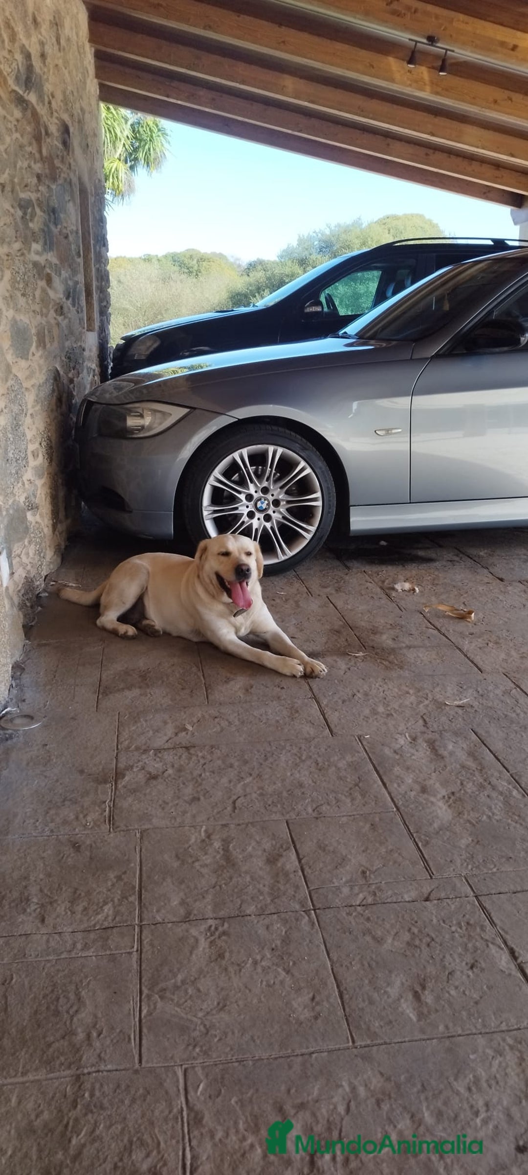 Labrador Retriever perros en venta: Cachorros de Labrador  - Anuncio 7