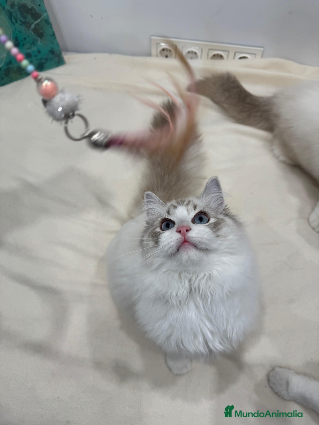 Ragdoll gatos en venta: Gatita Seal Tabby Bicolour - Anuncio 8