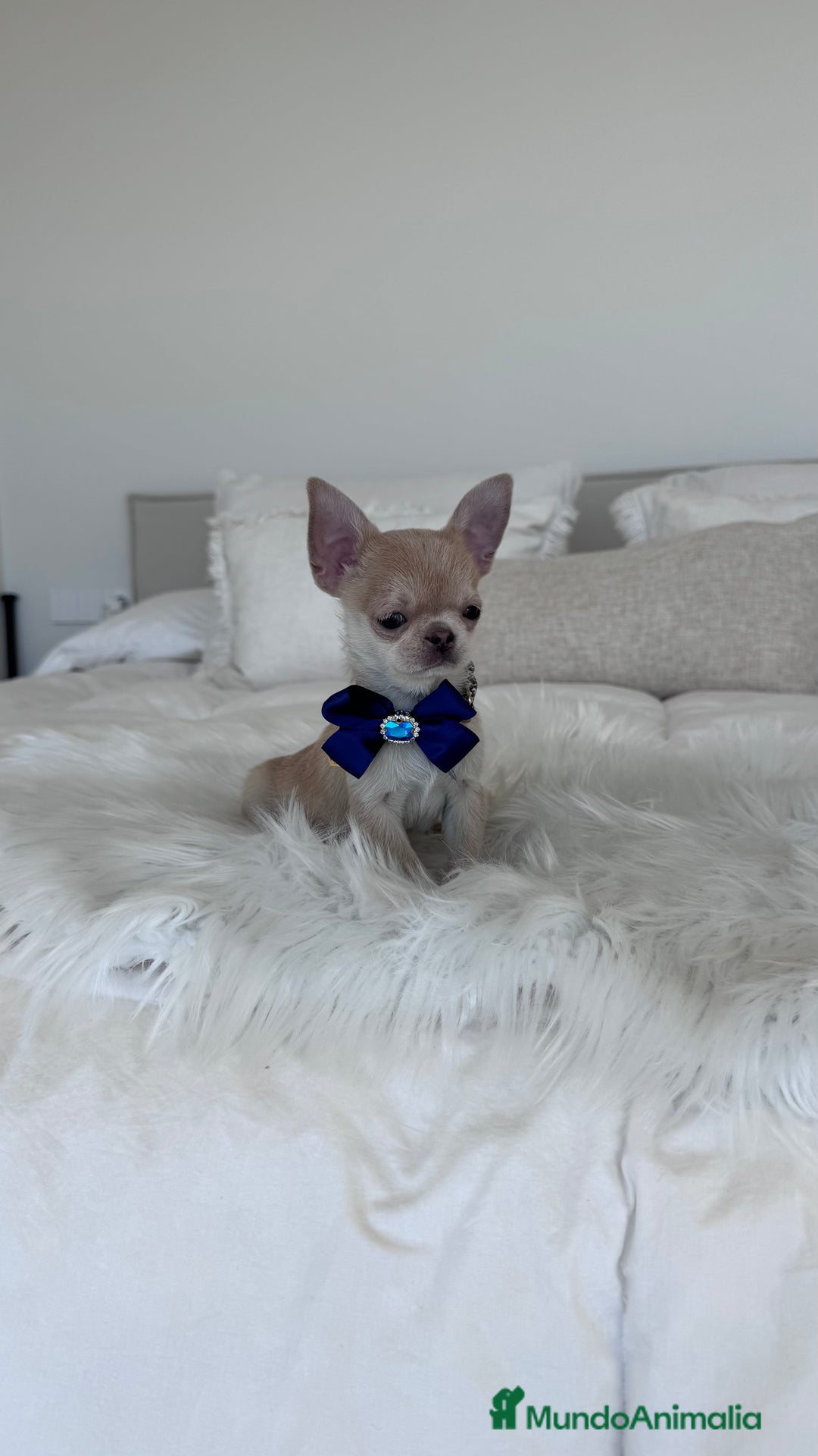 Chihuahua perros en venta: Chihuahua macho - Anuncio 1