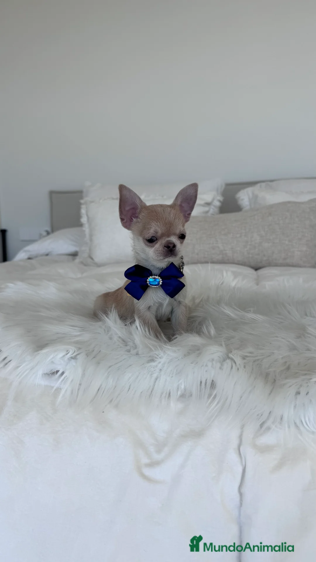 Chihuahua perros en venta: Chihuahua macho - Anuncio 1