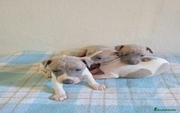 Whippet perros en venta: Whippet  - Imagen 2