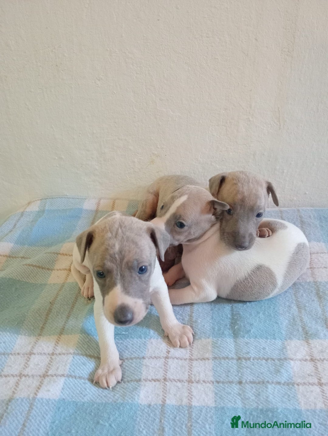 Whippet perros en venta: Whippet  - Imagen 2
