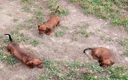 Teckel perros en venta: Teckel miniatura pelo fino - Imagen 6