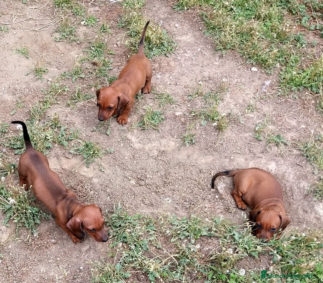 Teckel perros en venta: Teckel miniatura pelo fino - Imagen 6