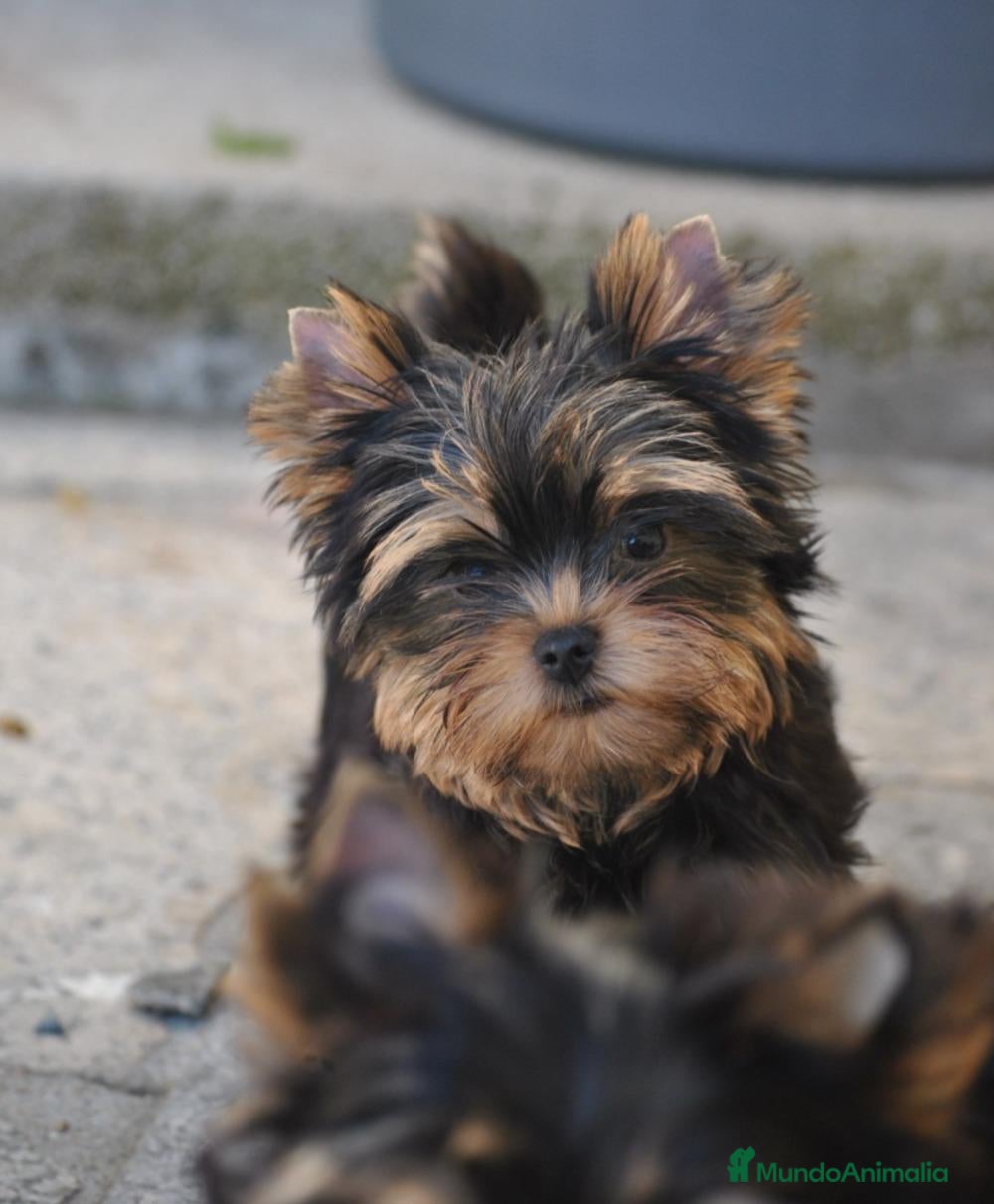 Yorkshire Terrier perros Yorkshire Terrier Macho - Anuncio 1