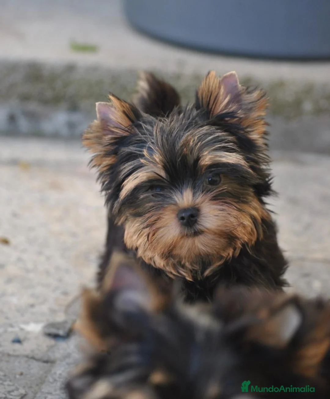 Yorkshire Terrier perros en venta: Yorkshire Terrier Macho - Anuncio 1
