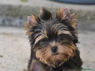Yorkshire Terrier perros Yorkshire Terrier Macho - Anuncio 1