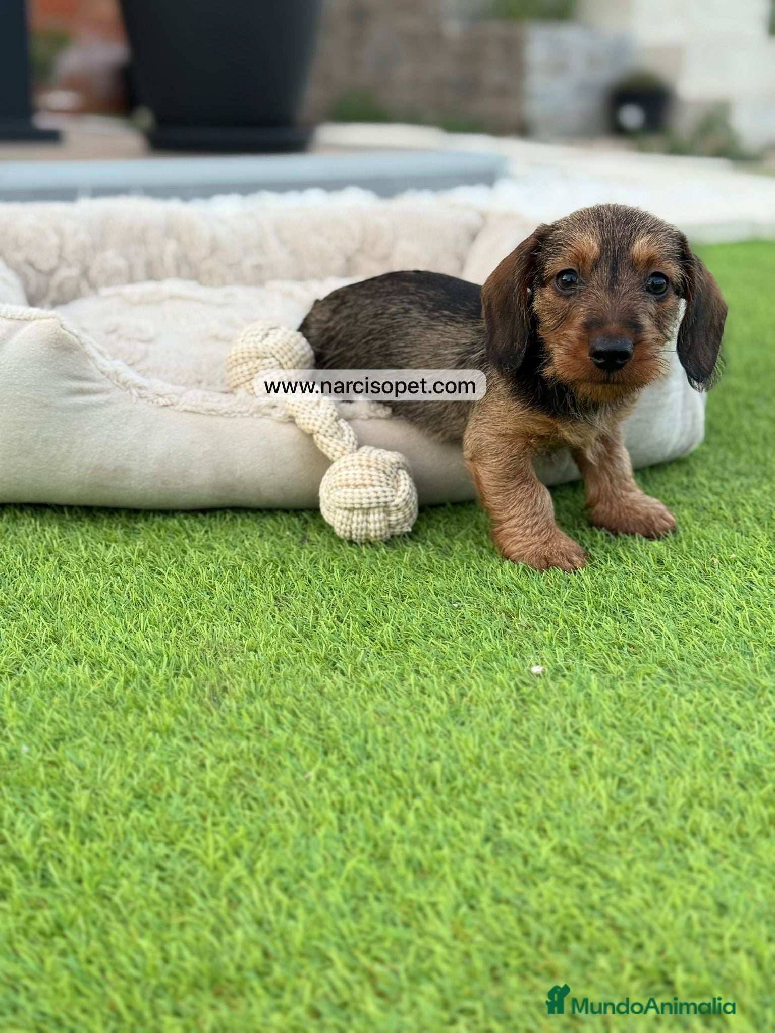 Teckel Miniatura perros en venta: TECKEL PELO DURO MACHO - Anuncio 4