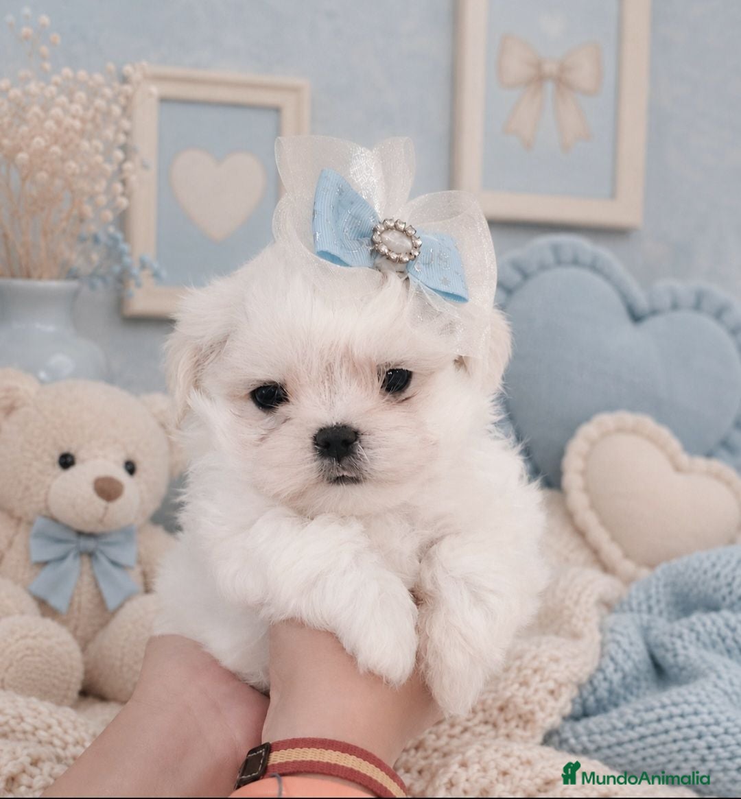 Bichón Maltés perros Bichon maltes coreano miniatura MÁXIMA CALIDAD  - Anuncio 22