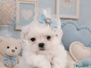 Bichón Maltés perros Bichon maltes coreano miniatura MÁXIMA CALIDAD - Anuncio 22