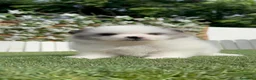 Pomerania perros en venta: POMERANIA - Anuncio 13