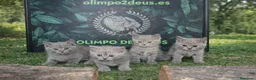 Británico de Pelo Corto gatos en venta: British shorthair  - Anuncio 1