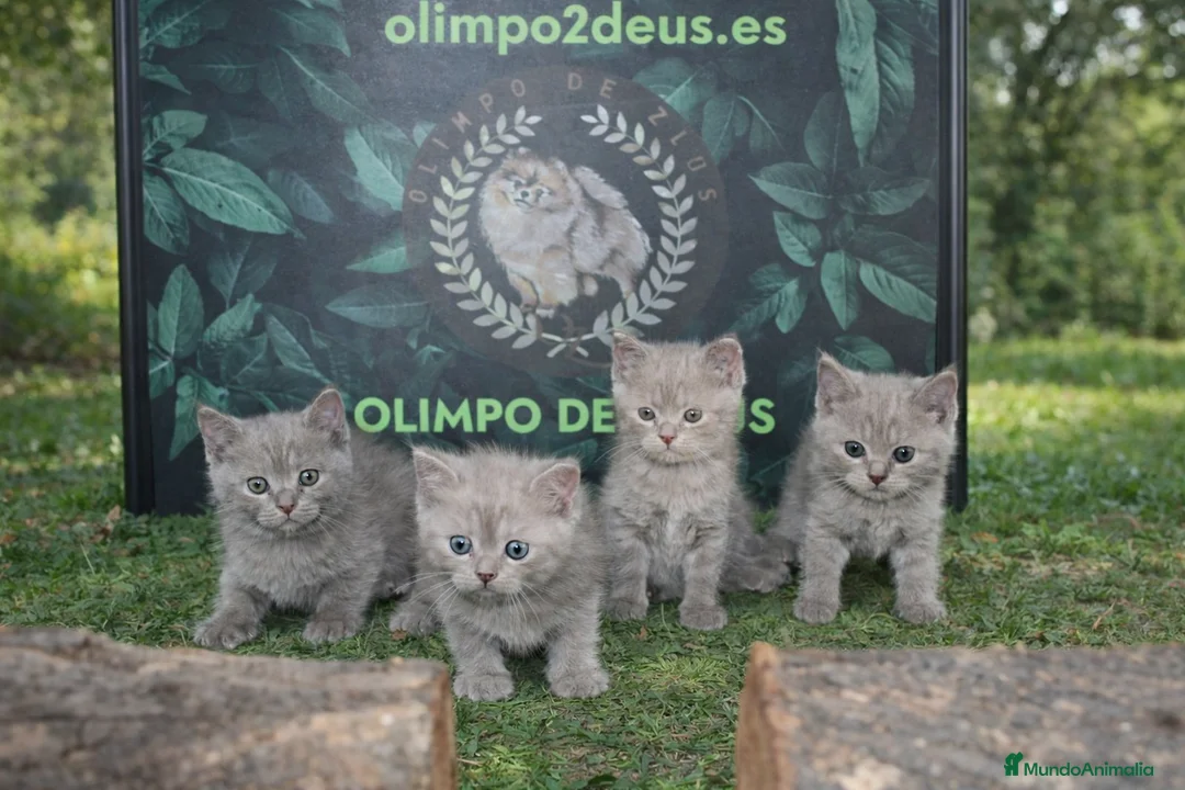 Británico de Pelo Corto gatos en venta: British shorthair  - Anuncio 1