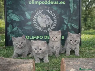 Británico de Pelo Corto gatos British shorthair - Anuncio 1