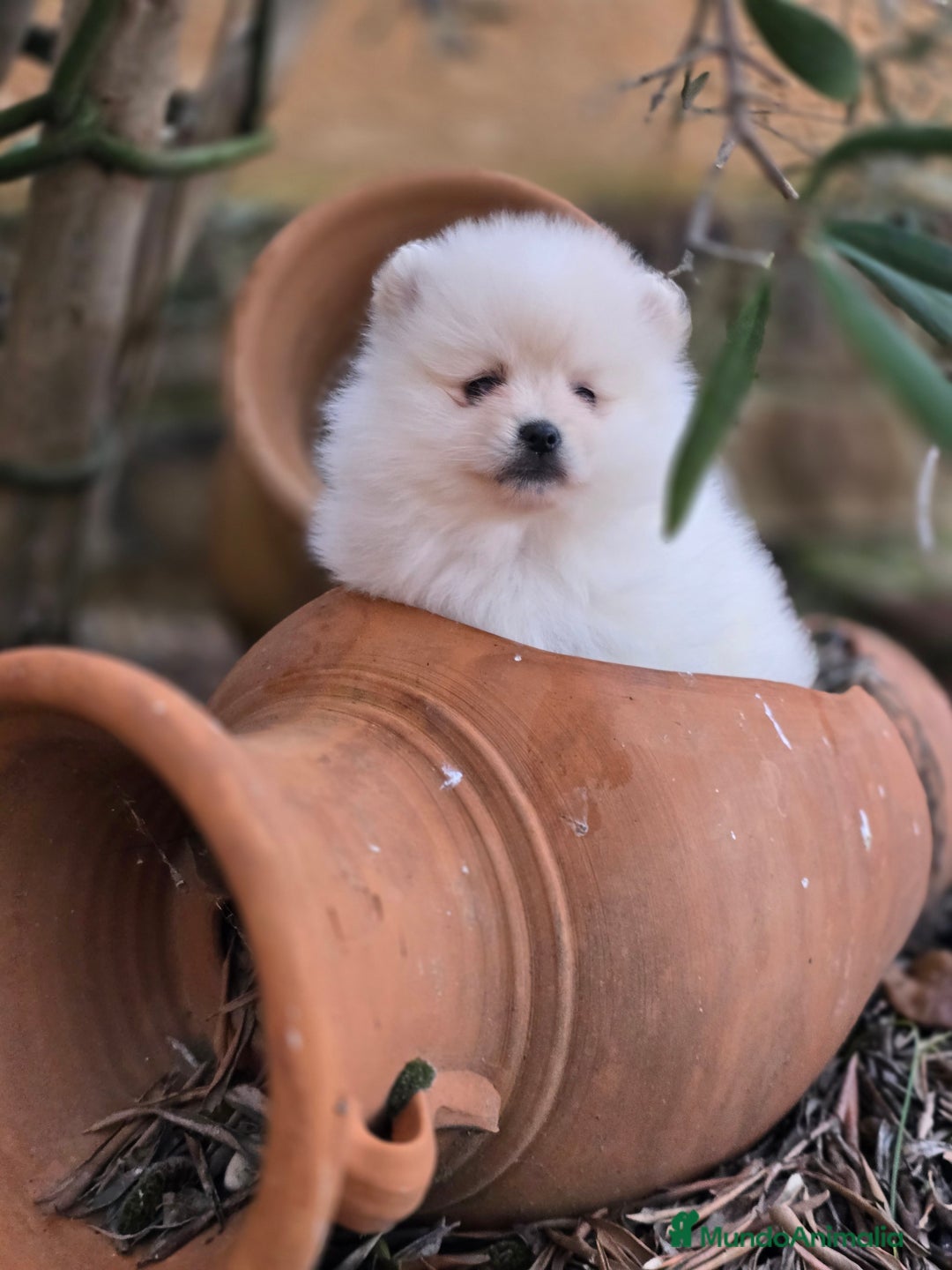Pomerania perros en venta: EJEMPLARES DE POMERANIA  - Anuncio 4