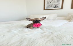 Chihuahua perros en venta: Chihuahua mini - Imagen 2