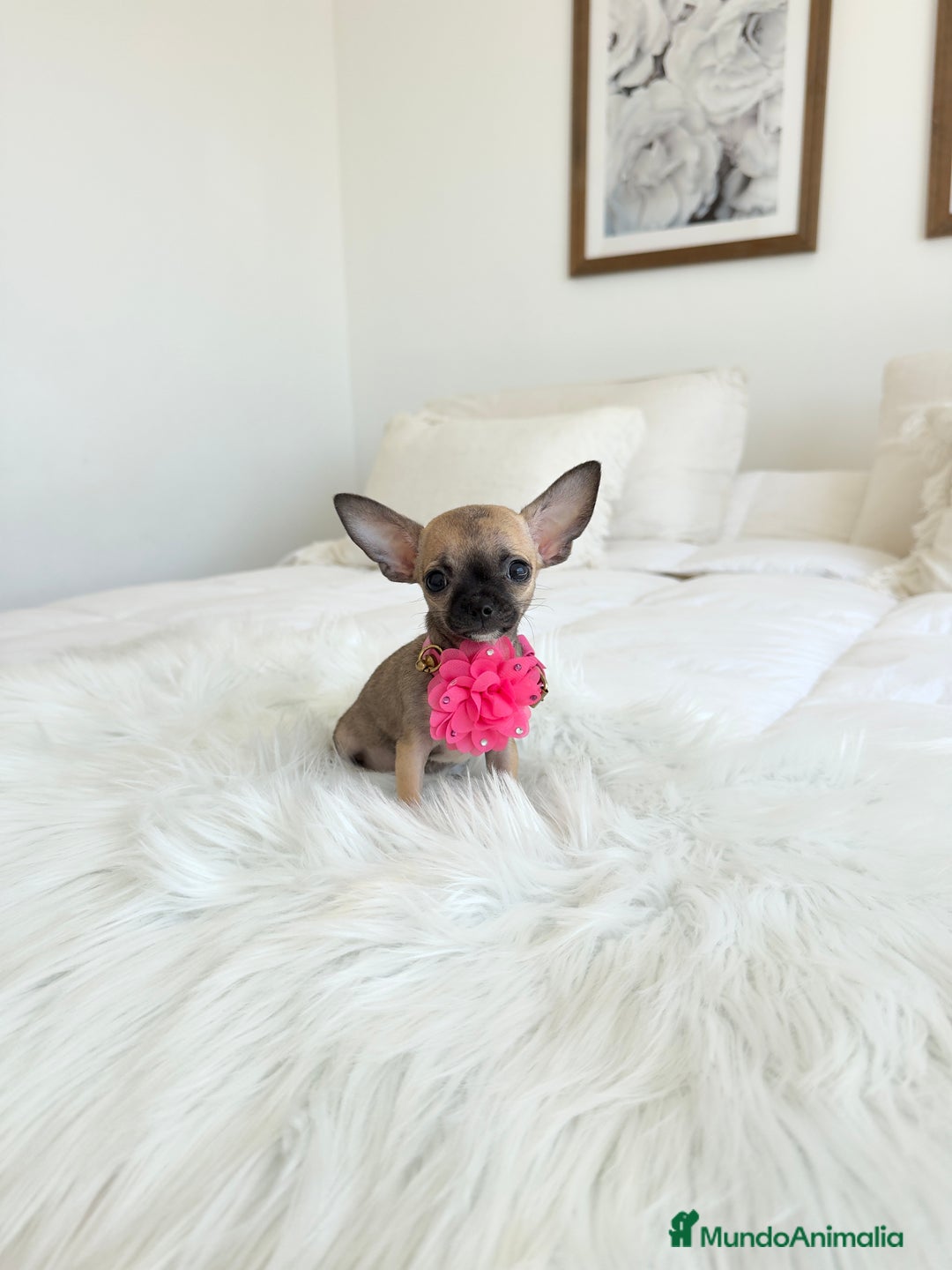 Chihuahua perros en venta: Chihuahua mini - Imagen 2