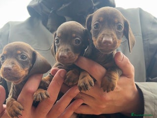 Teckel perros TECKEL KANINCHEN - @TECKEL DEL PALMERAL - Anuncio 22