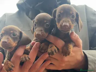 Teckel perros TECKEL KANINCHEN - @TECKEL DEL PALMERAL - Anuncio 12